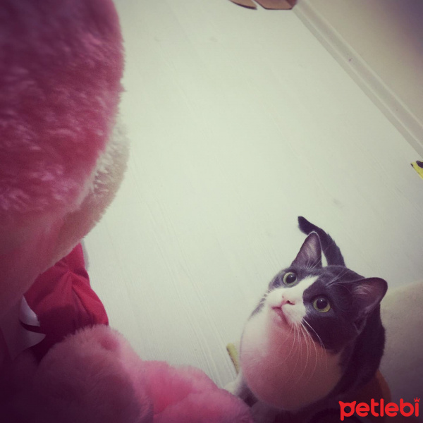 Tekir Kedi, Kedi  Afitap fotoğrafı