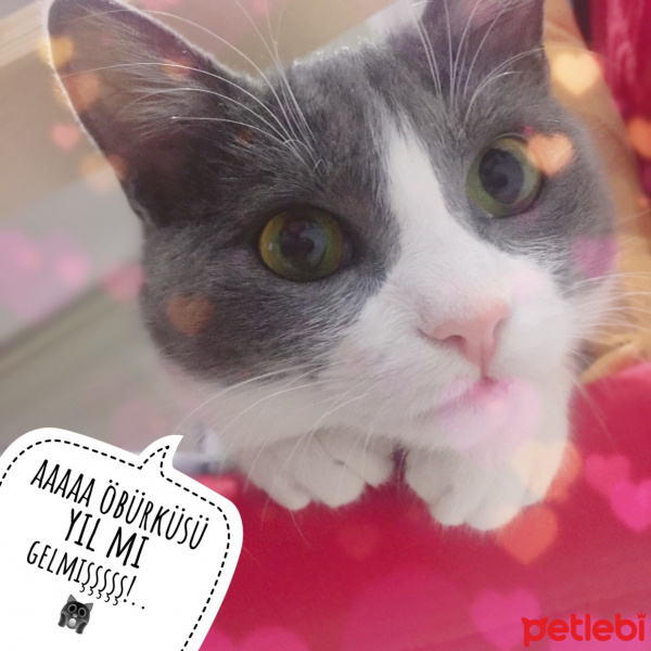 Tekir Kedi, Kedi  Afitap fotoğrafı
