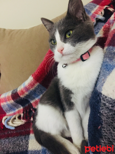 Tekir Kedi, Kedi  Afitap fotoğrafı