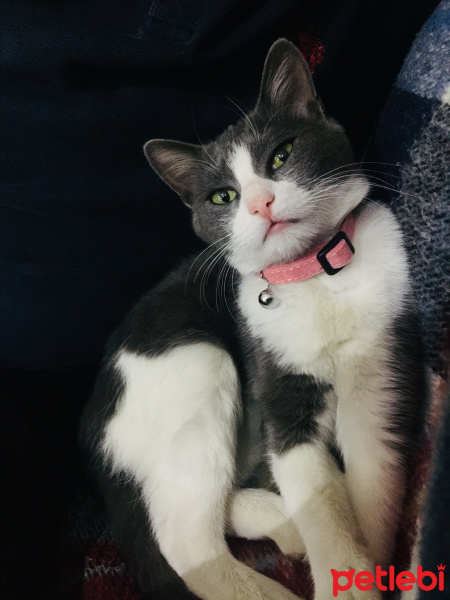 Tekir Kedi, Kedi  Afitap fotoğrafı