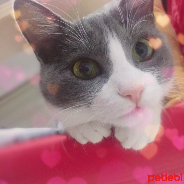 Tekir Kedi, Kedi  Afitap fotoğrafı