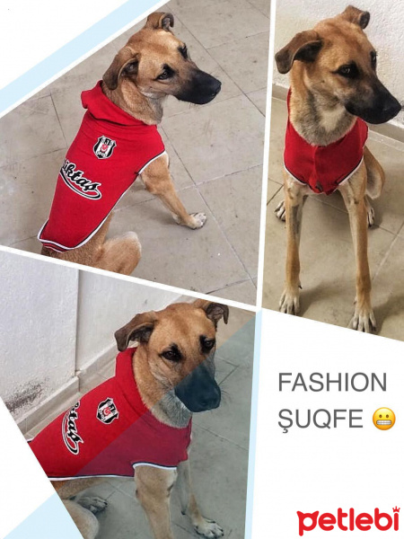 Sokö (Sokak Köpeği), Köpek  ŞuQfe fotoğrafı