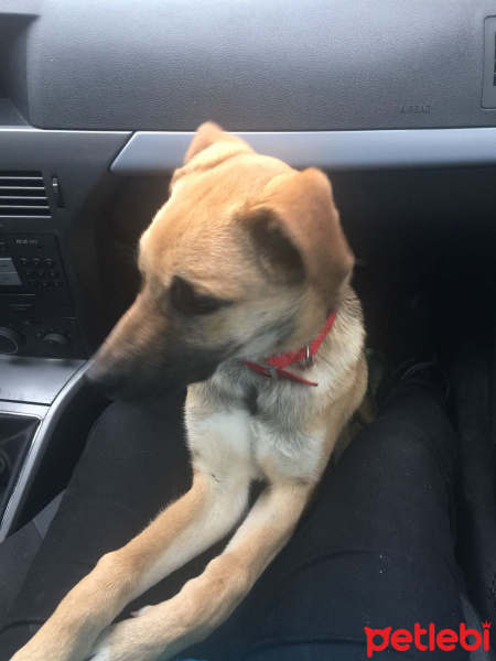 Sokö (Sokak Köpeği), Köpek  ŞuQfe fotoğrafı