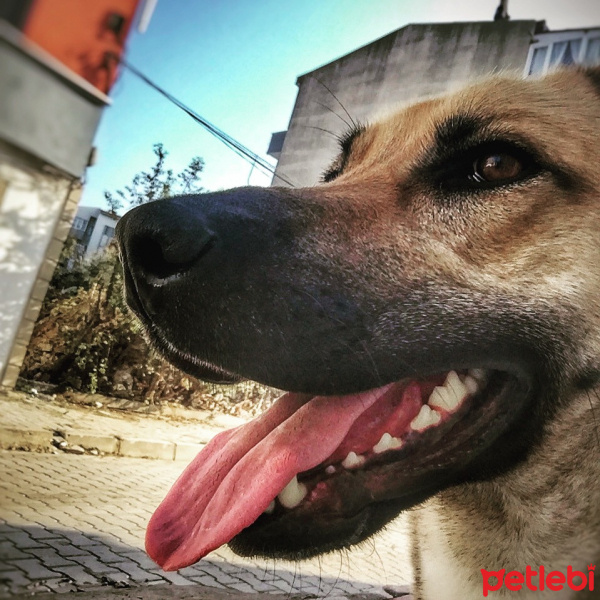 Sokö (Sokak Köpeği), Köpek  ŞuQfe fotoğrafı