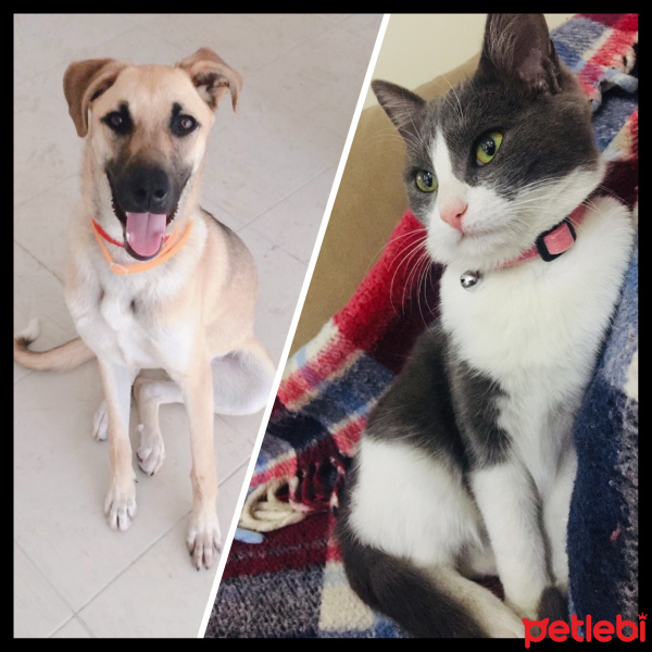 Sokö (Sokak Köpeği), Köpek  ŞuQfe fotoğrafı