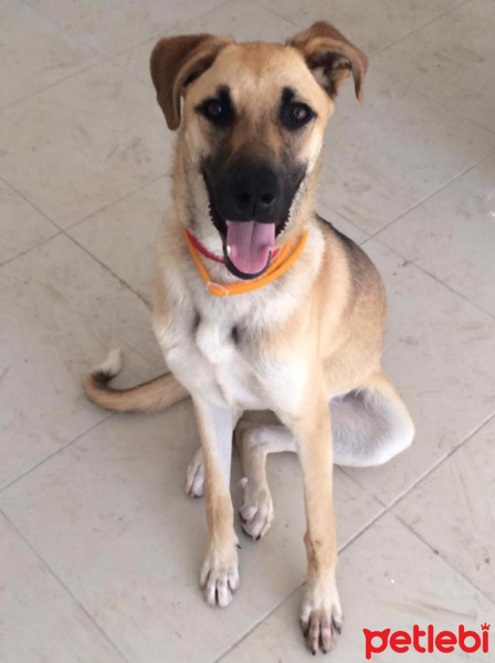 Sokö (Sokak Köpeği), Köpek  ŞuQfe fotoğrafı