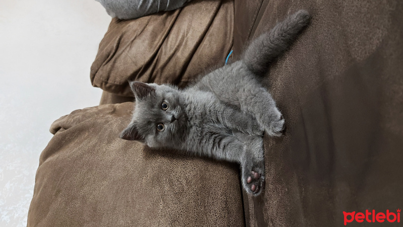 British Shorthair, Kedi  Duman fotoğrafı