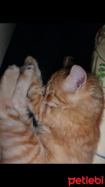 Sarman, Kedi  Pamuk fotoğrafı