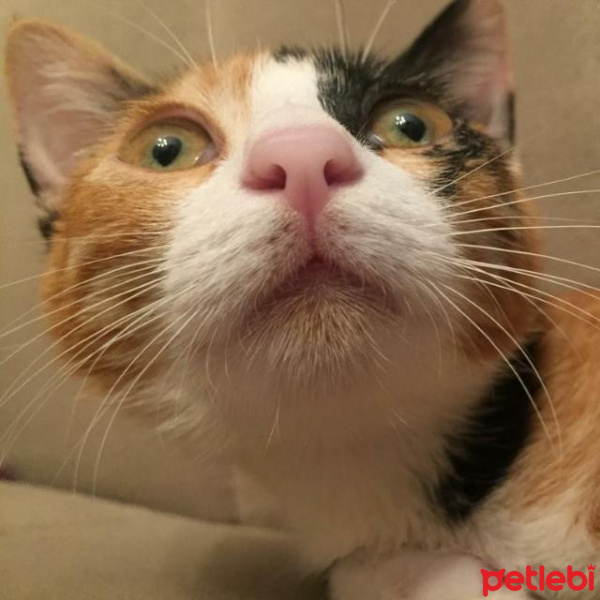 Tekir Kedi, Kedi  Mac fotoğrafı