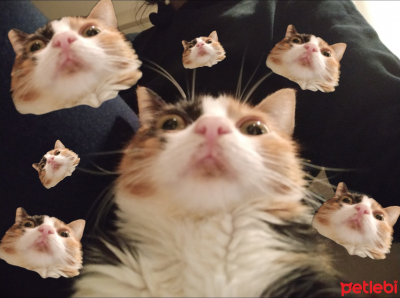 Tekir Kedi, Kedi  Mac fotoğrafı