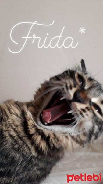 Tekir Kedi, Kedi  Frida fotoğrafı