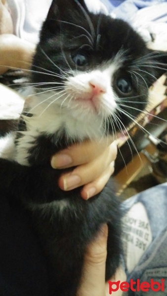 Tekir Kedi, Kedi  pıtır fotoğrafı