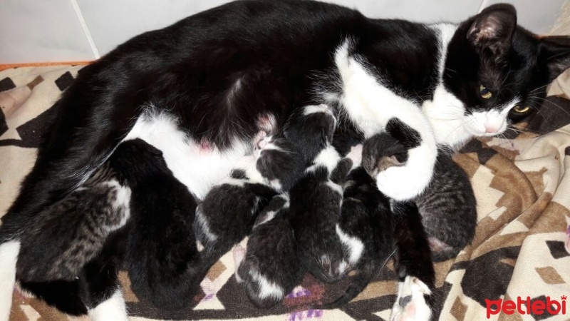 Tekir Kedi, Kedi  pıtır fotoğrafı