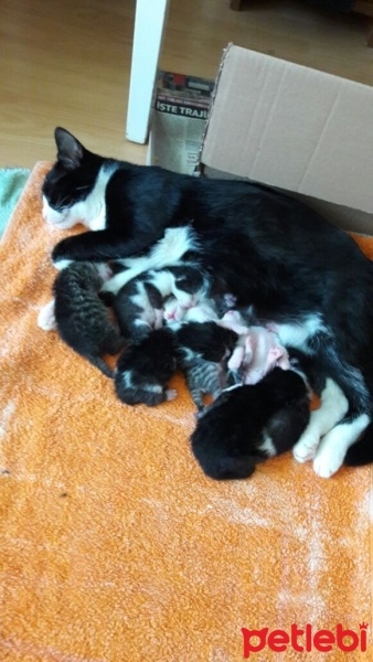 Tekir Kedi, Kedi  pıtır fotoğrafı