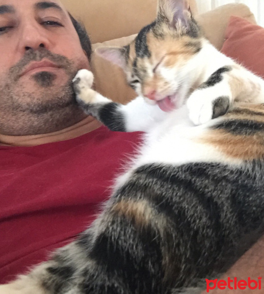 Bengal, Kedi  Aya fotoğrafı