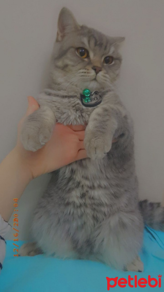 British Shorthair, Kedi  LEO fotoğrafı