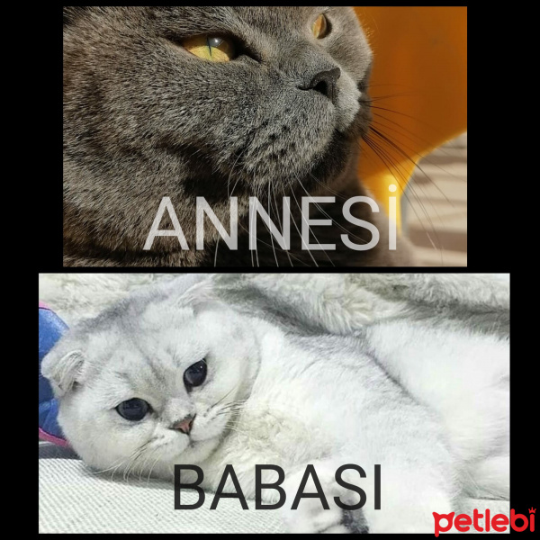 British Shorthair, Kedi  LEO fotoğrafı