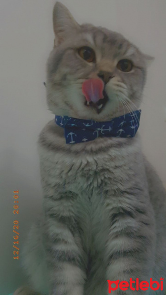 British Shorthair, Kedi  LEO fotoğrafı