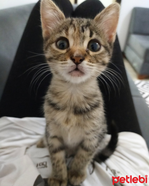 Tekir Kedi, Kedi  Mia fotoğrafı