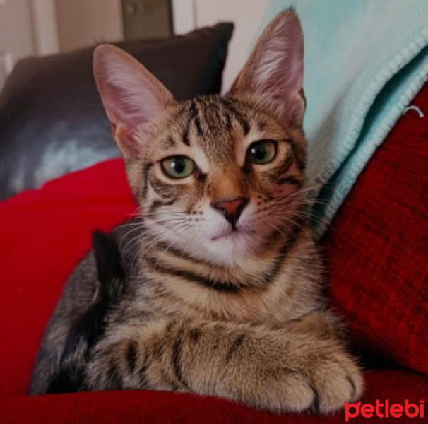 Tekir Kedi, Kedi  ŞEKER fotoğrafı