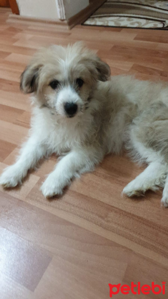 İskoç Terrier, Köpek  Liza fotoğrafı