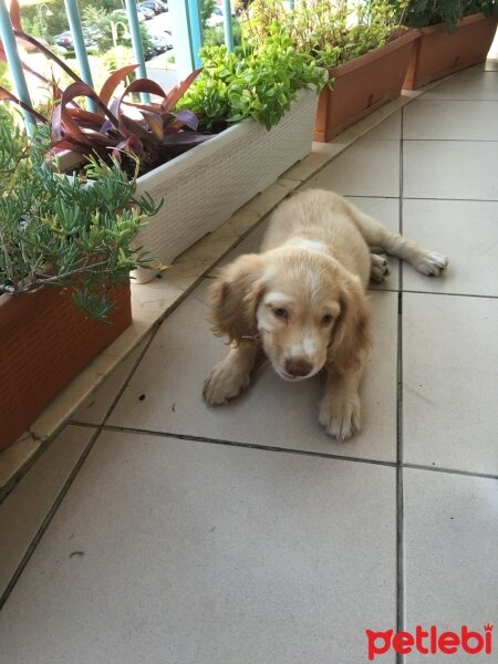 Golden Retriever, Köpek  Simba fotoğrafı