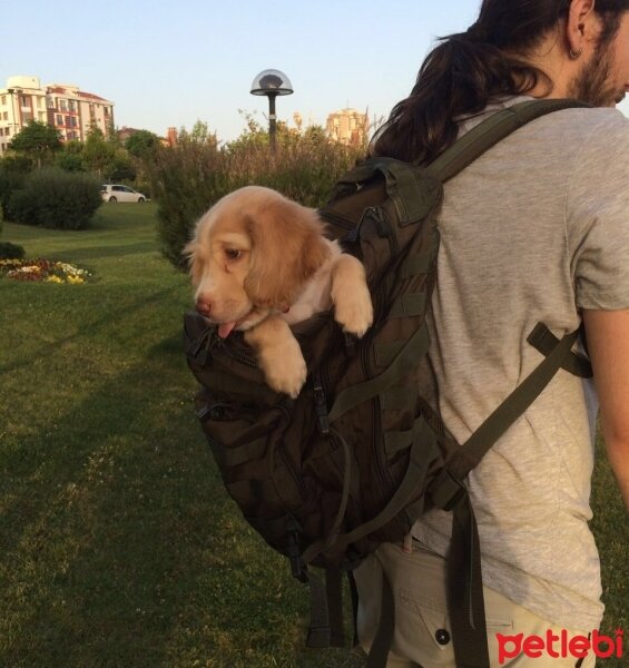 Golden Retriever, Köpek  Simba fotoğrafı