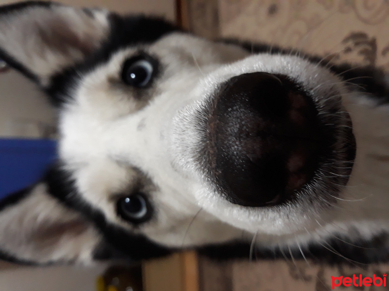 Sibirya Kurdu (Husky), Köpek  Sila fotoğrafı