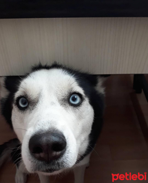 Sibirya Kurdu (Husky), Köpek  Sila fotoğrafı