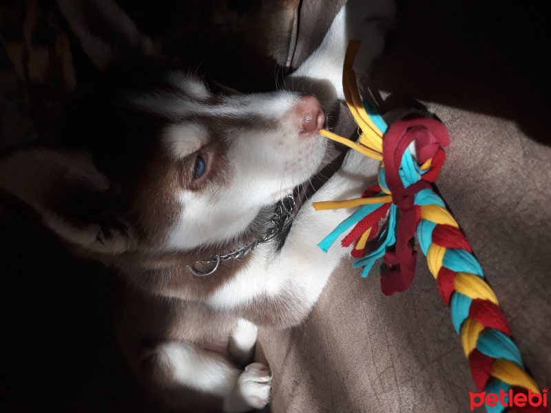 Sibirya Kurdu (Husky), Köpek  Sila fotoğrafı