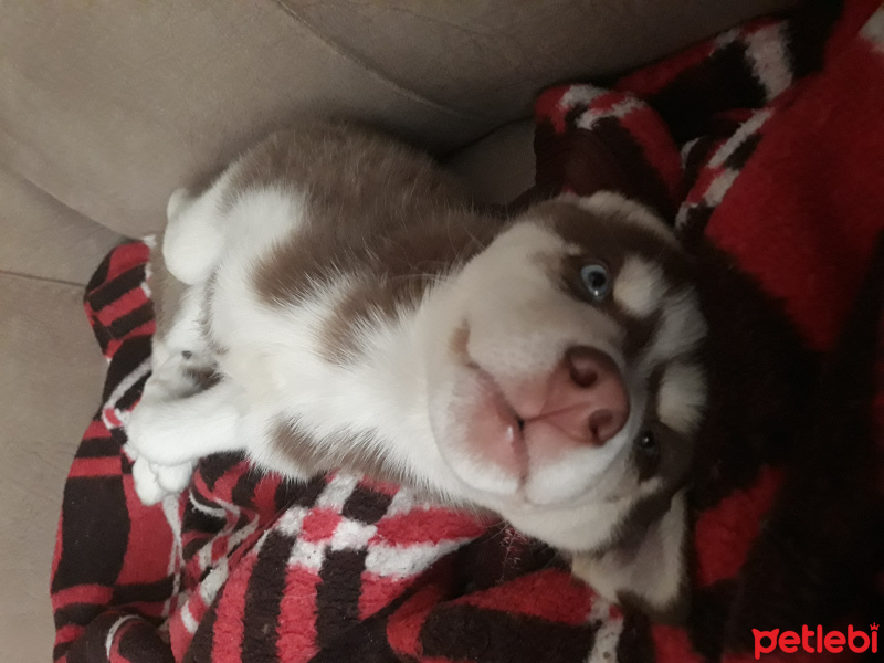 Sibirya Kurdu (Husky), Köpek  Sila fotoğrafı