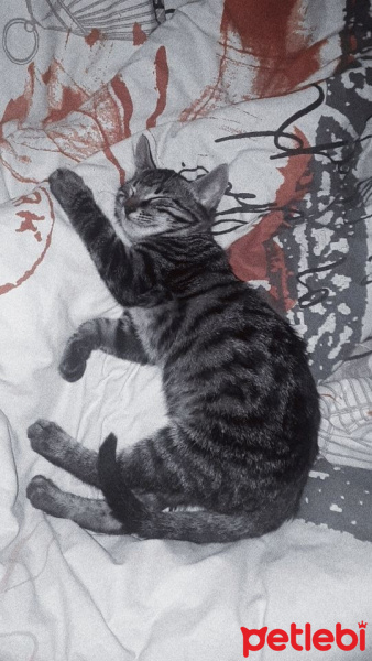 Tekir Kedi, Kedi  Zeyzey fotoğrafı