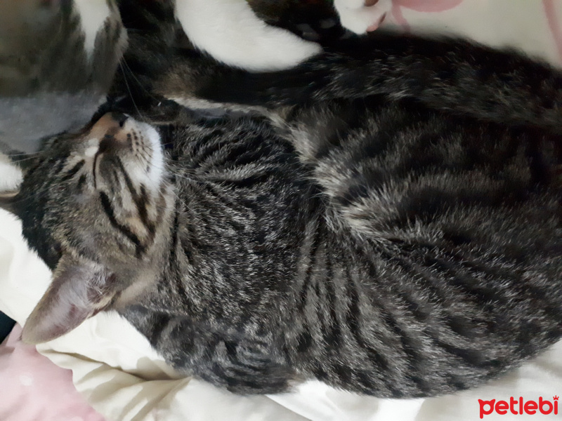 Tekir Kedi, Kedi  Zeyzey fotoğrafı