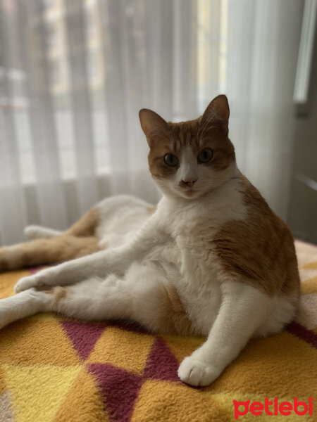 Tekir Kedi, Kedi  Şerbet fotoğrafı