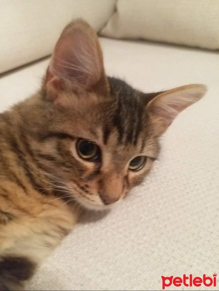 Tekir Kedi, Kedi  Boncuk fotoğrafı