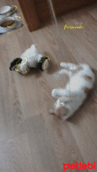 Sarman, Kedi  Lir fotoğrafı