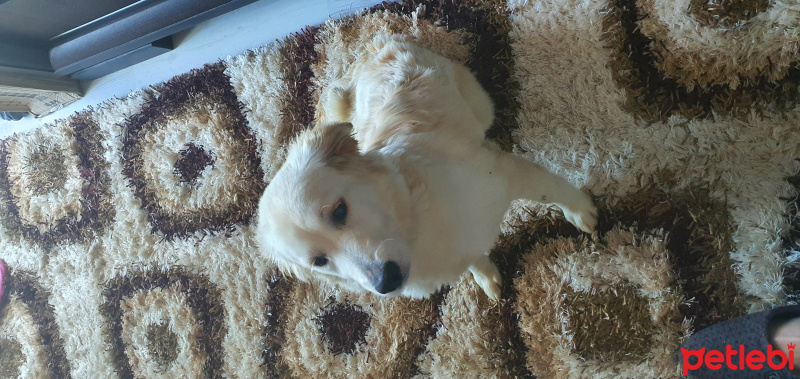 Golden Retriever, Köpek  Julia fotoğrafı