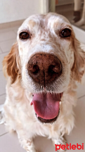 İngiliz Setter, Köpek  Lila fotoğrafı