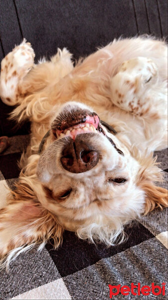 İngiliz Setter, Köpek  Lila fotoğrafı