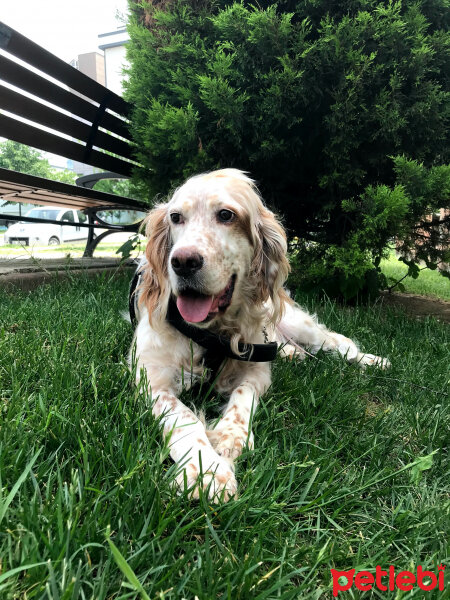 İngiliz Setter, Köpek  Lila fotoğrafı