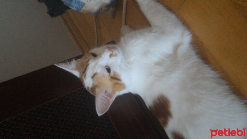 Tekir Kedi, Kedi  Sherlock fotoğrafı