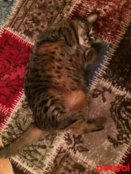 Tekir Kedi, Kedi  Alice fotoğrafı