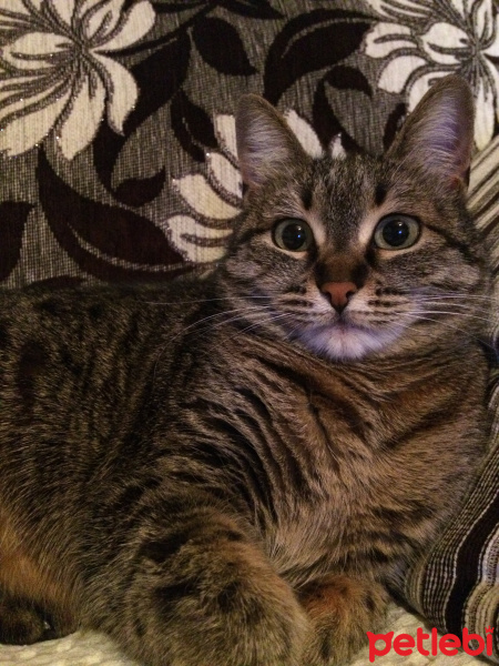 Tekir Kedi, Kedi  Alice fotoğrafı