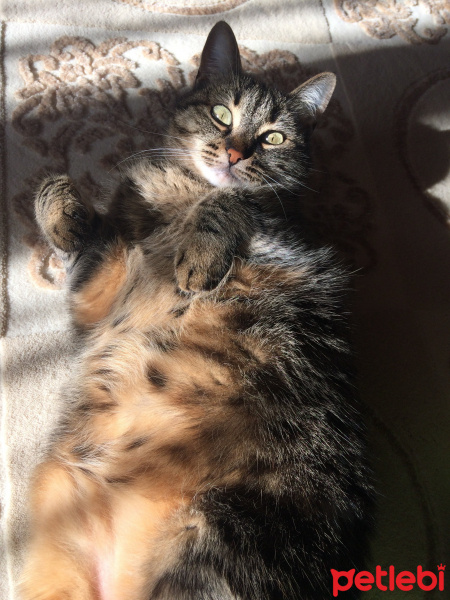 Tekir Kedi, Kedi  Alice fotoğrafı