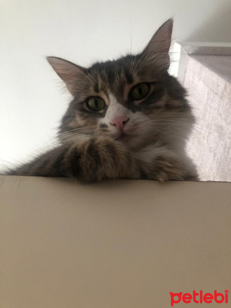 Tekir Kedi, Kedi  Sultan fotoğrafı