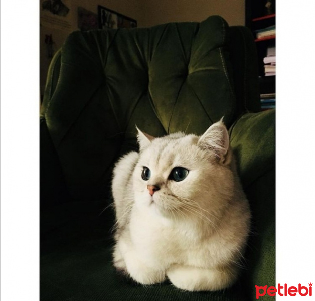 British Shorthair, Kedi  Horpiş fotoğrafı