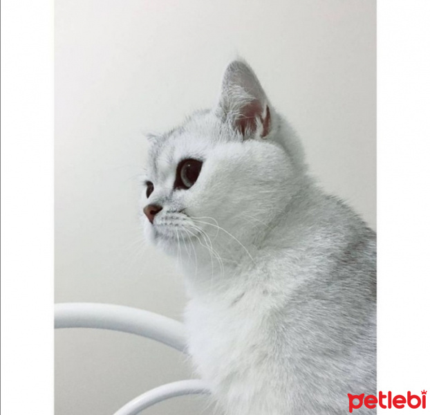 British Shorthair, Kedi  Horpiş fotoğrafı