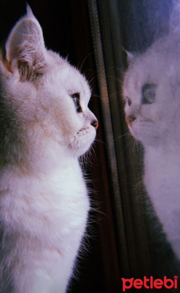 British Shorthair, Kedi  Horpiş fotoğrafı