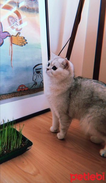 British Shorthair, Kedi  Horpiş fotoğrafı