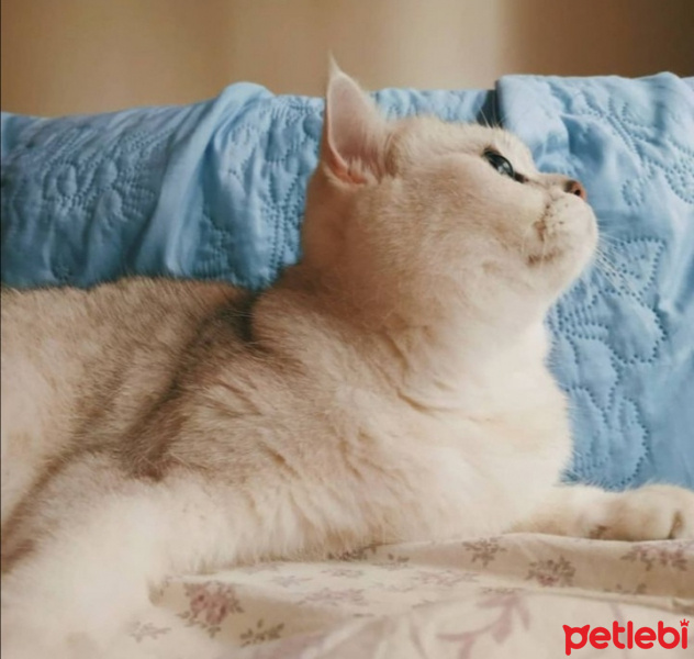 British Shorthair, Kedi  Horpiş fotoğrafı